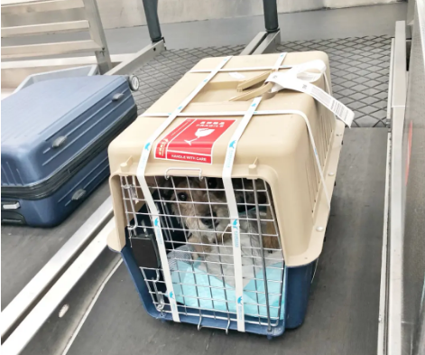 呼和浩特宠物托运 宠物托运公司 机场宠物托运 宠物空运